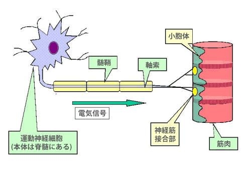 筋原性疾患と神経原性疾患