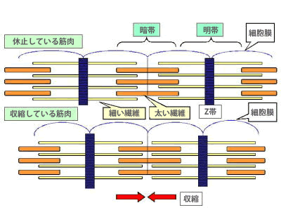 筋原線維