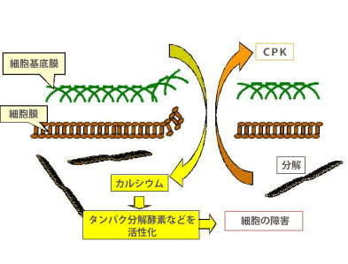 タンパク分解酵素などを活性化